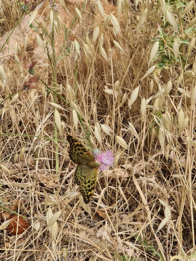 La Pommeraie D'Ifrane Kültér fotó